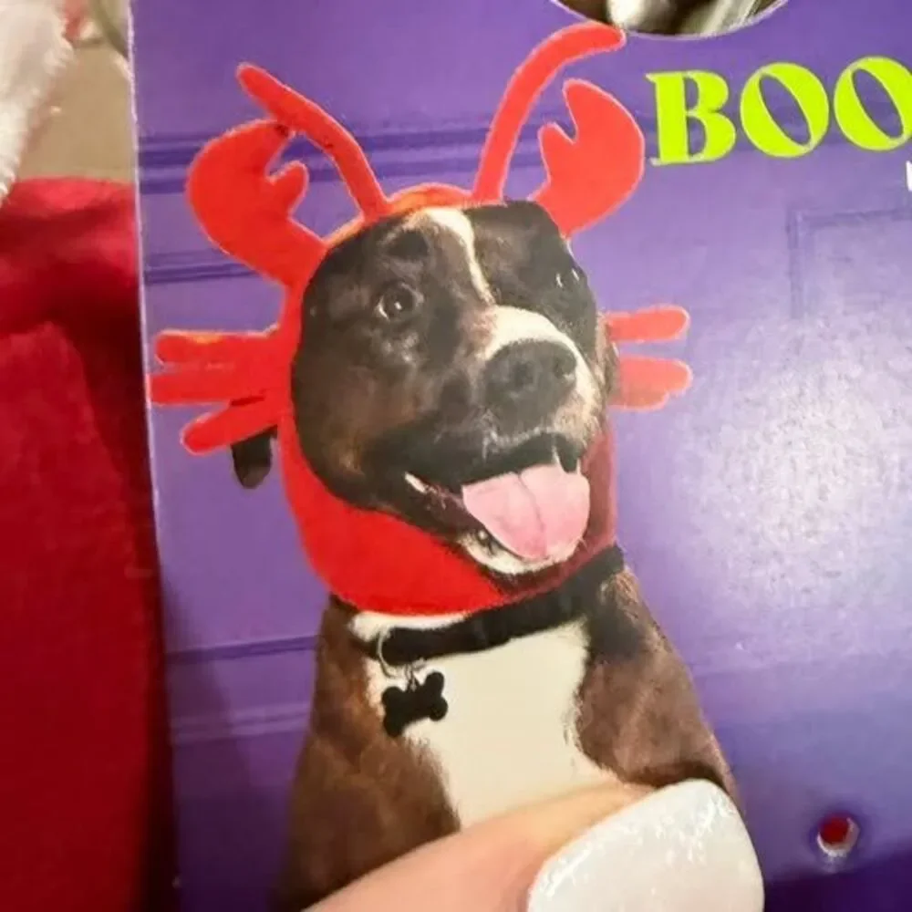 Bootique by Petco Lobster Pet Headpiece, Size L/XL